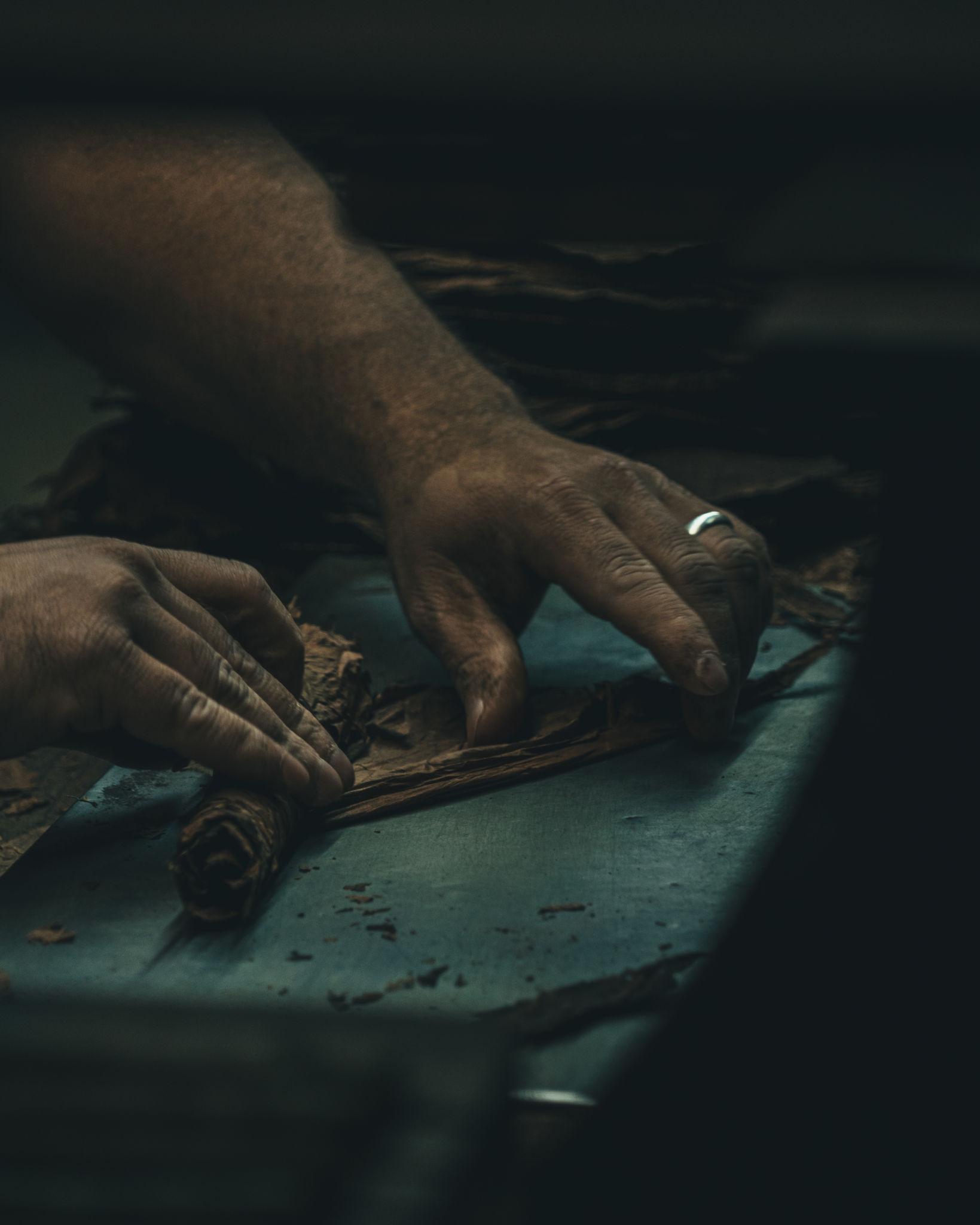 Hands carefully rolling a cigar from cured tobacco leaves